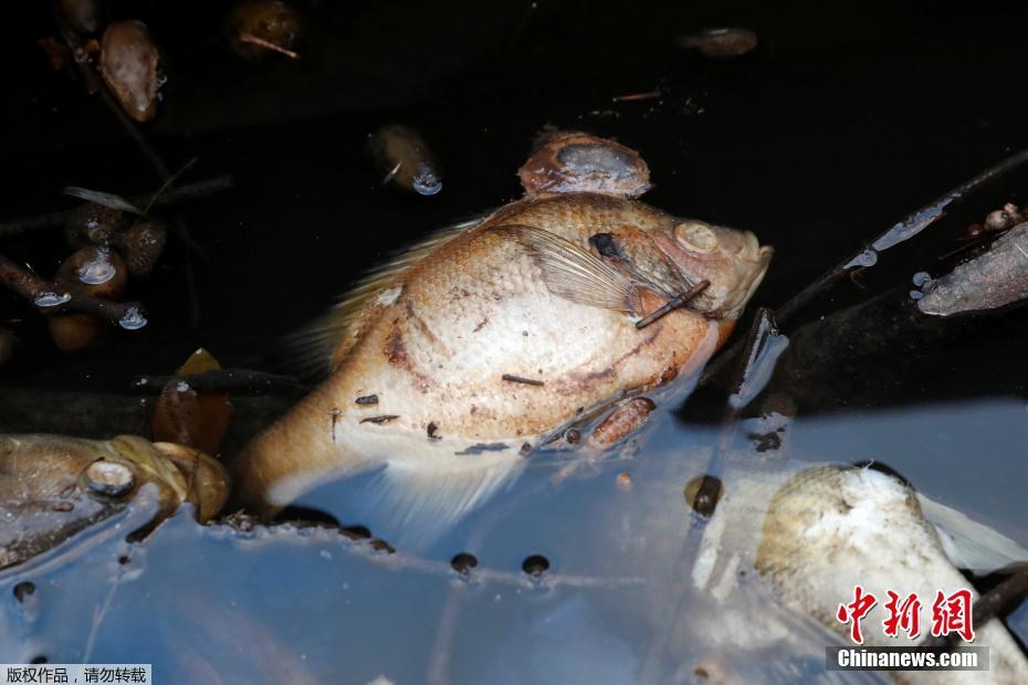 習(xí)近平同巴西聯(lián)邦共和國(guó)總統(tǒng)舉行會(huì)談 兩國(guó)元首一致同意推動(dòng)中巴全面戰(zhàn)略伙伴關(guān)系取得新的更大發(fā)展