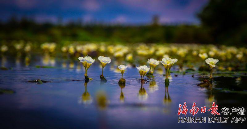 手機界又一大佬落下帷幕！走向互聯(lián)網(wǎng)業(yè)務(wù)只為最后一搏？