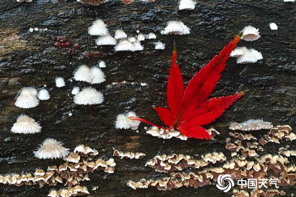 習(xí)近平同巴西聯(lián)邦共和國總統(tǒng)舉行會談 兩國元首一致同意推動中巴全面戰(zhàn)略伙伴關(guān)系取得新的更大發(fā)展
