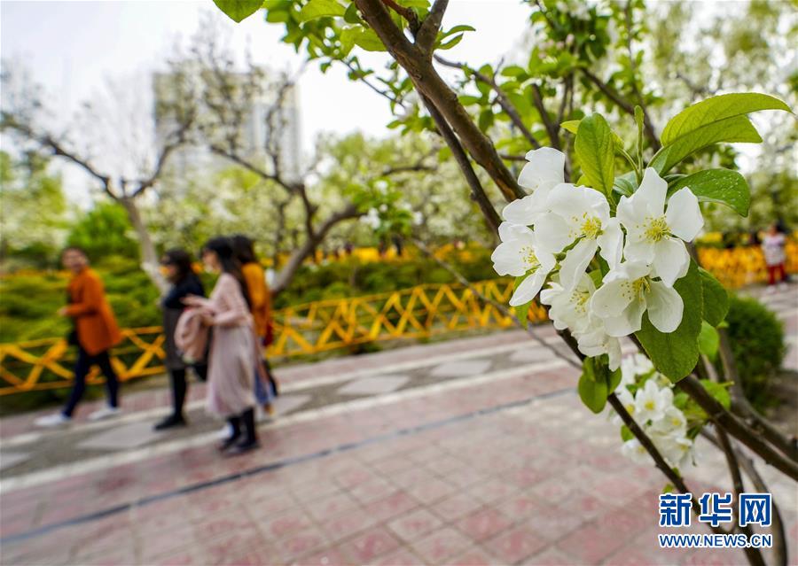 河北“袁府”是養(yǎng)老院？白巖松：要真是，就感動(dòng)中國(guó)了