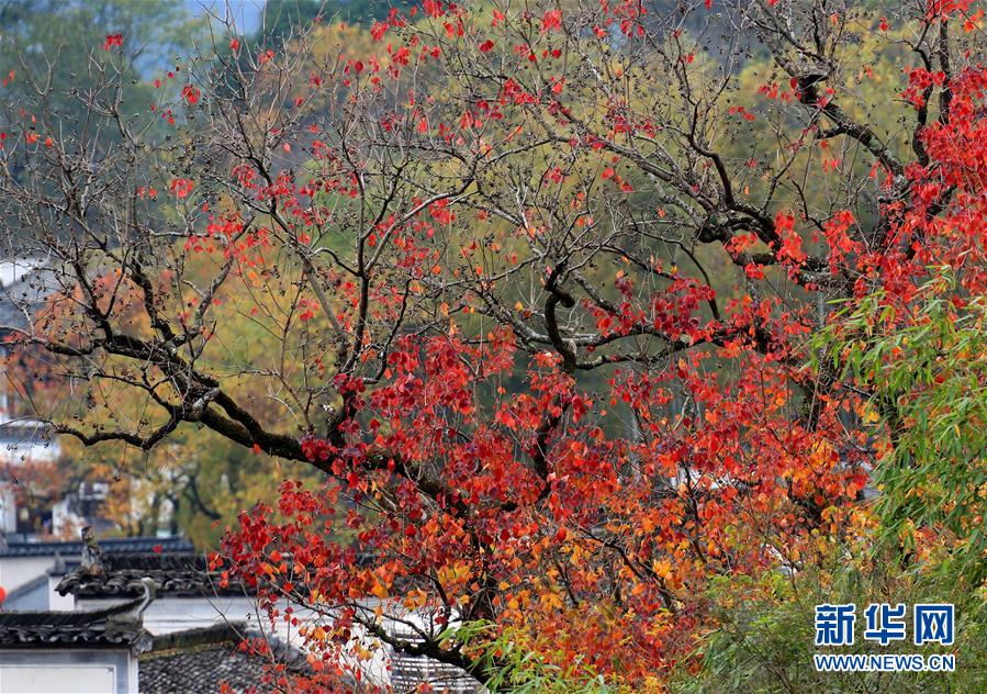 習(xí)近平總書記在深度貧困地區(qū)脫貧攻堅座談會上的重要講話引起強烈反響