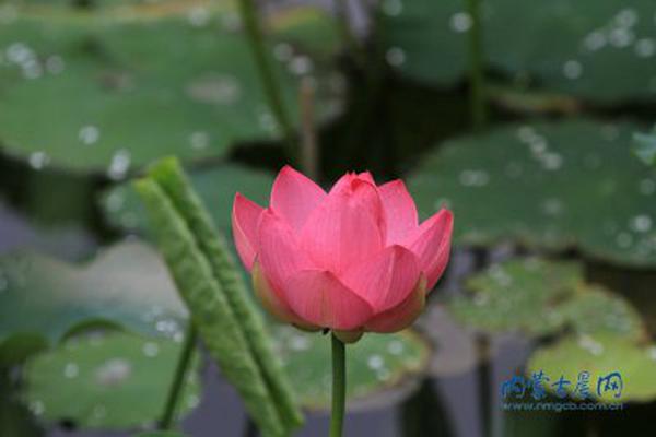 俄遠(yuǎn)東草原發(fā)生火災(zāi)造成27人受傷