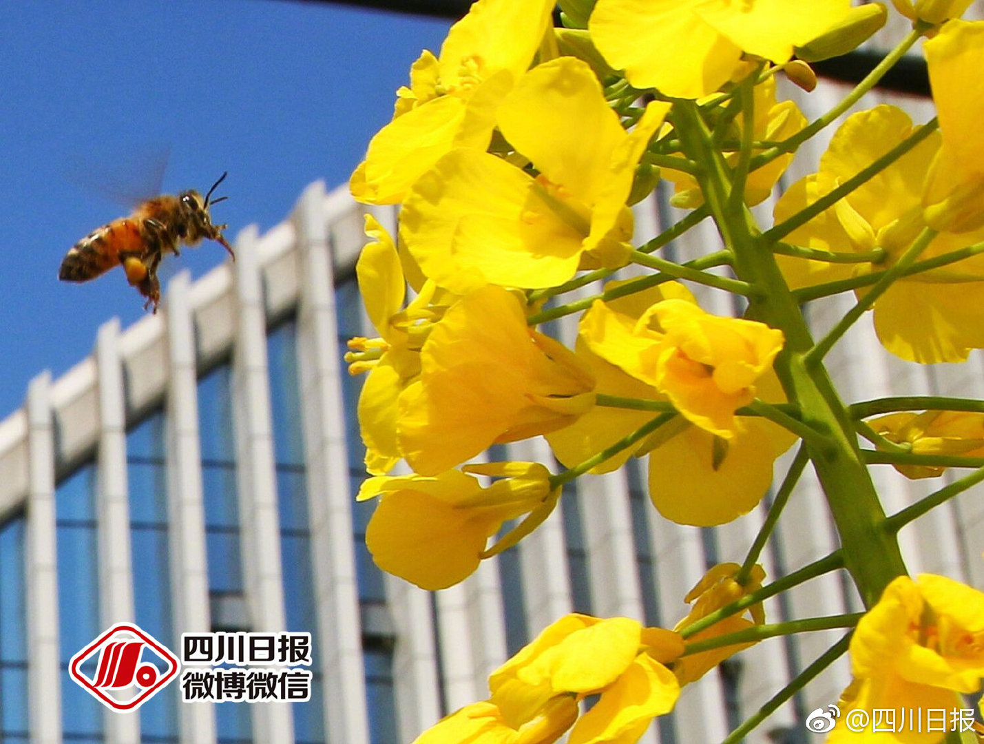 俄遠(yuǎn)東草原發(fā)生火災(zāi)造成27人受傷