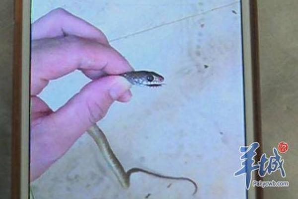 吉林省公安廳一女干部獲刑：兩次收錢辦事都沒辦成，被舉報(bào)