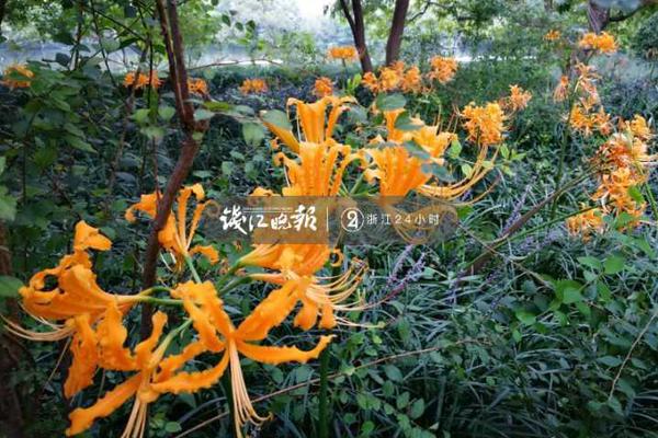 俄遠東草原發(fā)生火災造成27人受傷