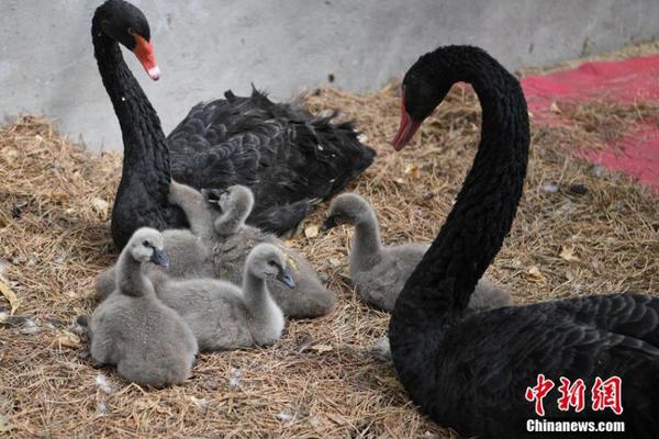 河北“袁府”是養(yǎng)老院？白巖松：要真是，就感動中國了