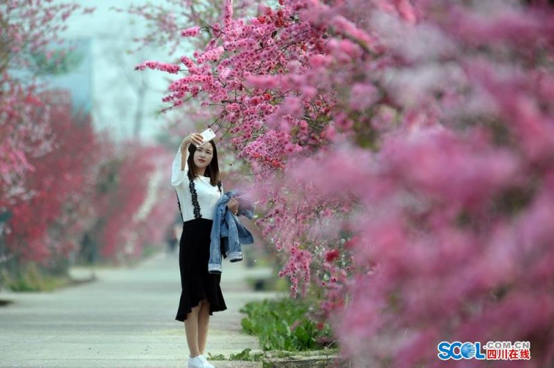 起底城市綠化中的奢靡之風(fēng)：貧困縣斥資200多萬(wàn)種銀杏