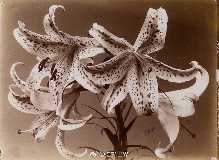 手機界又一大佬落下帷幕！走向互聯(lián)網(wǎng)業(yè)務(wù)只為最后一搏？
