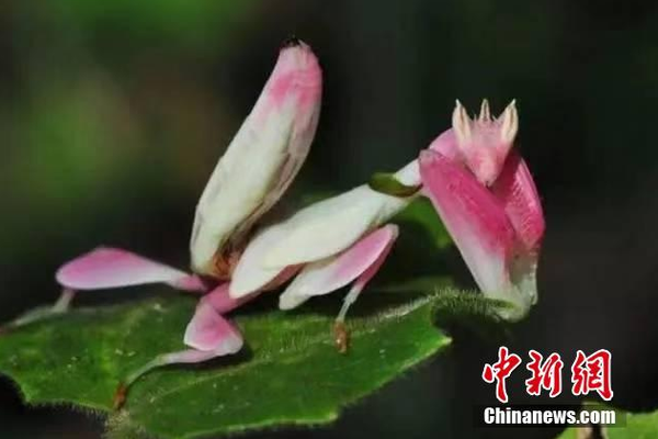 俄遠(yuǎn)東草原發(fā)生火災(zāi)造成27人受傷