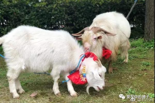 俄遠(yuǎn)東草原發(fā)生火災(zāi)造成27人受傷