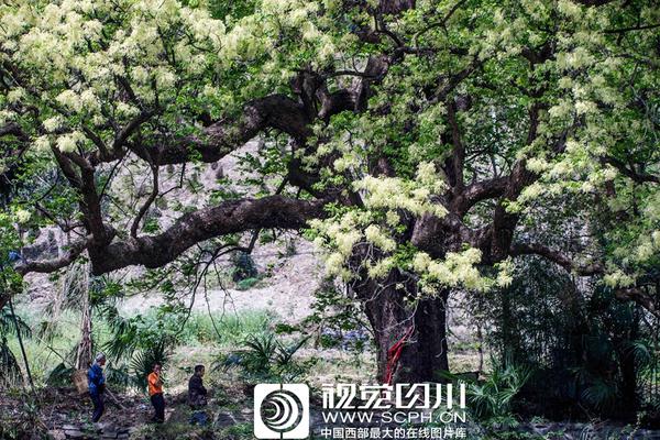 習近平同巴西聯(lián)邦共和國總統(tǒng)舉行會談 兩國元首一致同意推動中巴全面戰(zhàn)略伙伴關(guān)系取得新的更大發(fā)展