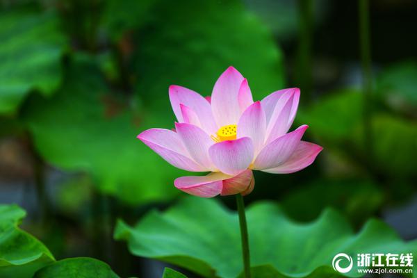 李克強(qiáng)會(huì)見巴西聯(lián)邦共和國(guó)總統(tǒng)