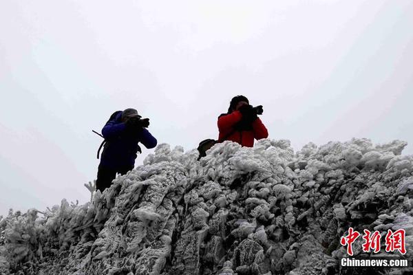 起底城市綠化中的奢靡之風(fēng)：貧困縣斥資200多萬(wàn)種銀杏