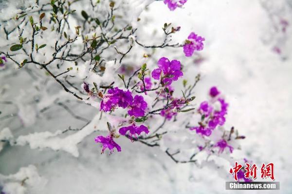 手機界又一大佬落下帷幕！走向互聯(lián)網(wǎng)業(yè)務(wù)只為最后一搏？