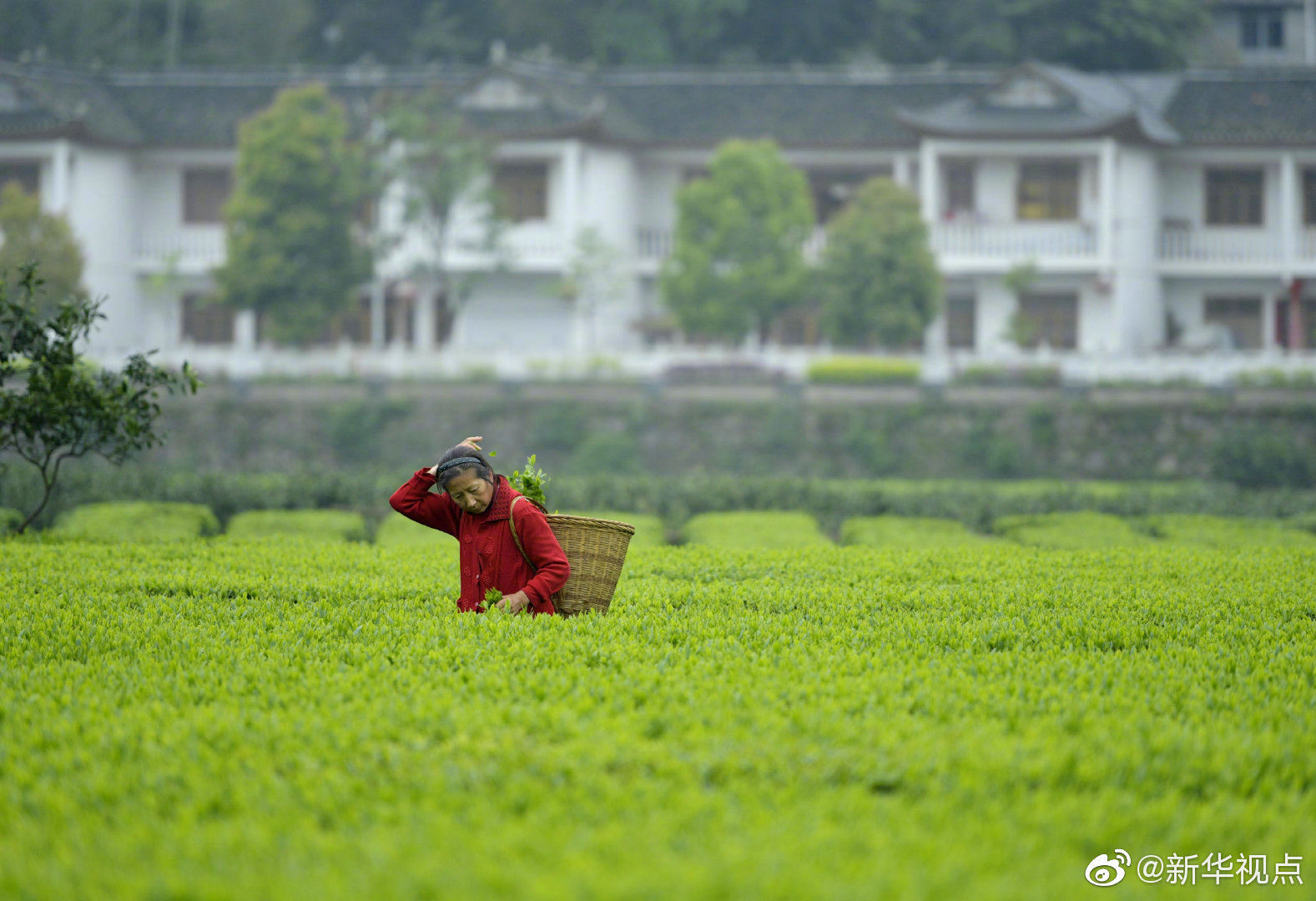 手機(jī)界又一大佬落下帷幕！走向互聯(lián)網(wǎng)業(yè)務(wù)只為最后一搏？