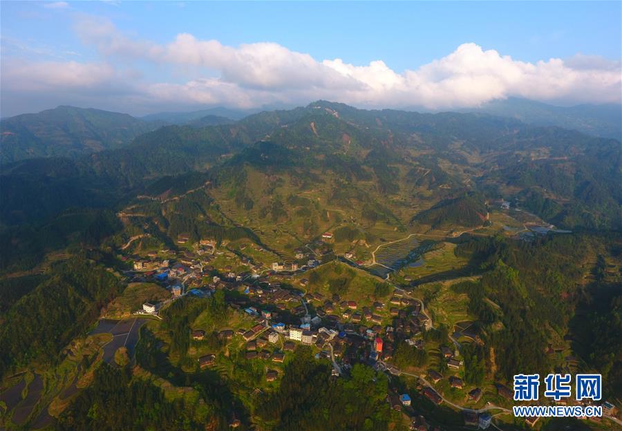 起底城市綠化中的奢靡之風(fēng)：貧困縣斥資200多萬種銀杏